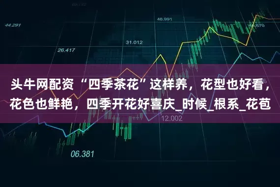 头牛网配资 “四季茶花”这样养，花型也好看，花色也鲜艳，四季开花好喜庆_时候_根系_花苞
